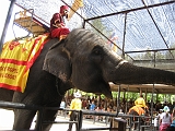 Elephant Show07